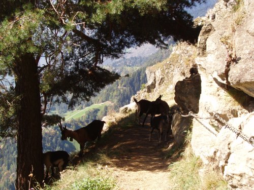Wegsperren - Hunde beim Wandern anleinen