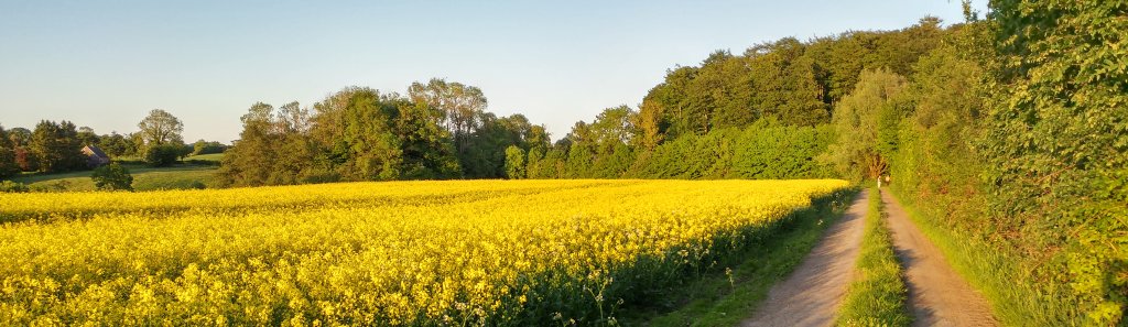 Rapsfeld -auf Reise in der Holsteinischen Schweiz im Sonnenschein