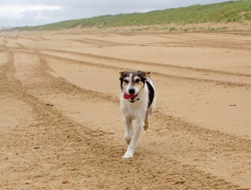 Hund Marki am Strand der Vendee