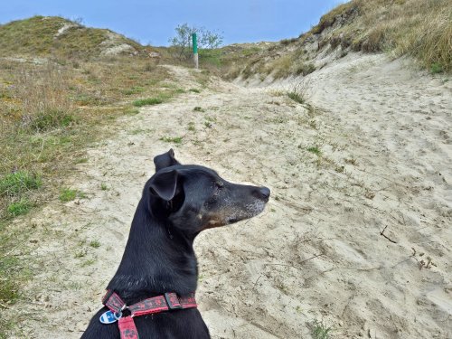 Baltrum - Hund auf Dünenweg